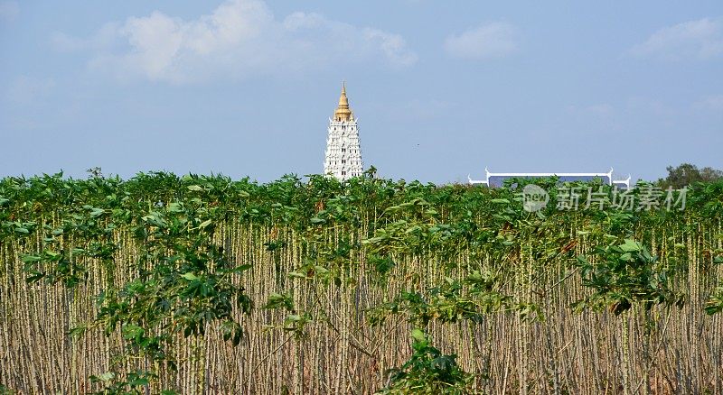 热带植物和Wat Yansangwararam寺庙建筑群，泰国芭堤雅